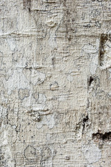 Tree bark texture