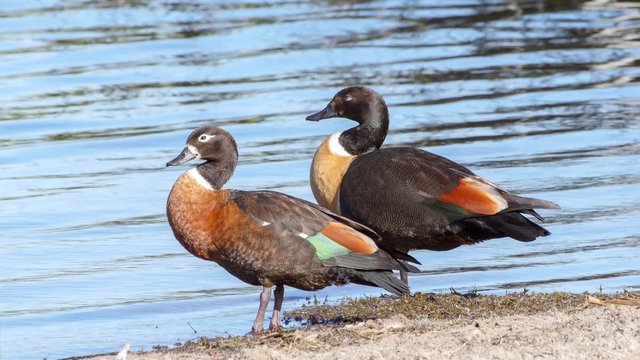Two ducks relaxing by the side of a lake, drinking water in 4K