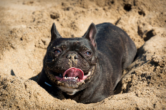 Bulldog franc&eacute;s sobre un agujero en la arena de la playa