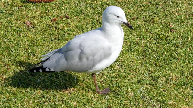 Young seagull looking around and cleaning himself on grass
