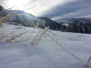 erba in inverno