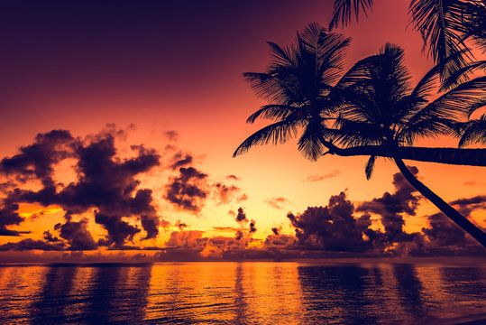 sunset silhouette of palm trees