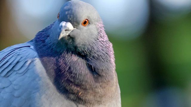 Slow motion closeup of worried pigeon looking around