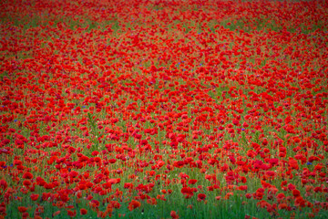 Mohnblumen - The Poppy Field