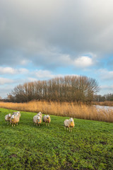 Obraz premium Curious sheep in an autumn landscape with a small river