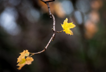 Yellow maple leaves on blurred background