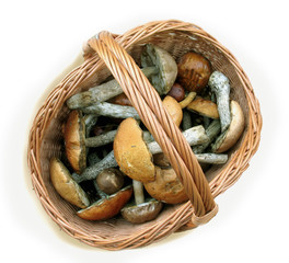 Basket with mushrooms (Fungi)