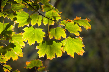 Acer leaves