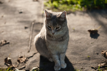 Cat in Evening Light