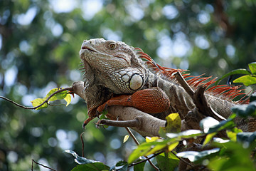 Big iguana resting on tree at Khao kheow Zoo, Thailand.