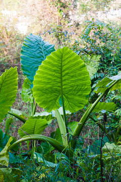 Elephant-ear leaf Colocasia