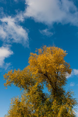 Fototapeta na wymiar Golden tops of tree on sky background