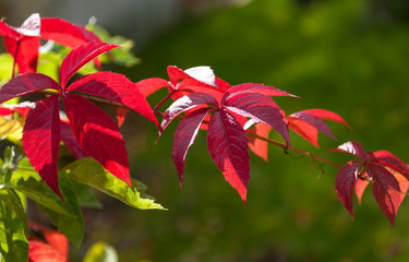 Red leaves