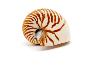 Nautilus shell