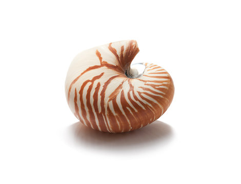 Isolated nautilus shell on white background with shadow