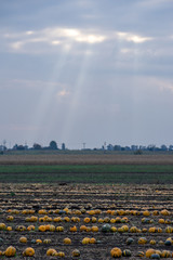 Vertical view of pumpkin field.