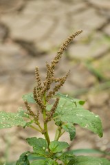 Amaranth tree in garden - Amaranthus lividus