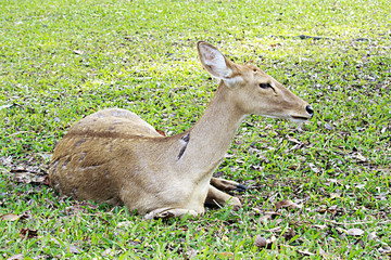 Brow-antlered deer, is an endangered species of deer indigenous to Southeast Asia.