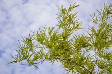 green bamboo leaves on blue sky