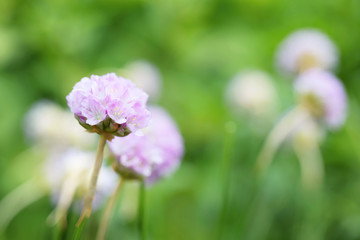 Fototapeta premium Flower Armeria