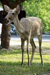 Brow-antlered deer, is an endangered species of deer indigenous to Southeast Asia.