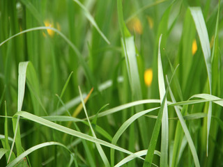 fresh green grass closeup