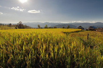 View of rice farm, cloudy sky by local people in mountain, north