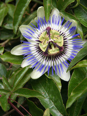 Passion Flower Passiflora