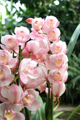 Cymbidium pink