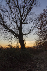Fototapeta na wymiar tree in the forest at sunset