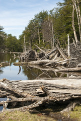 Fototapeta na wymiar Argentina - Ushuaia - Tierra del Fuego - Save The Forests