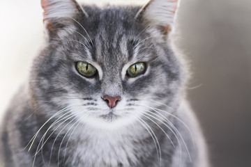 Fototapeta na wymiar portrait of a grey striped cute cats
