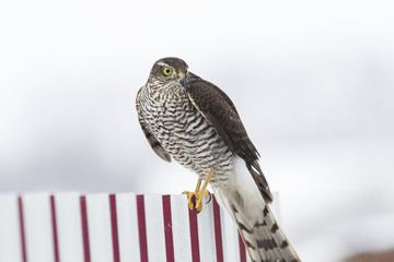 hawk the Sparrowhawk sitting on the fence watching for prey
