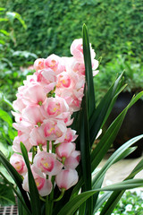 Cymbidium pink