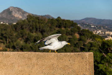 Fototapeta premium Startende Möwe bei Sonnenschein