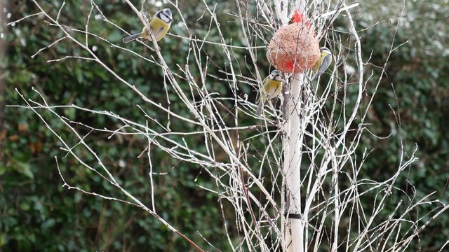 festin des m&eacute;sanges en hiver 