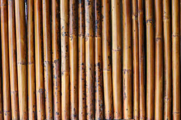 Wall of yellow bamboo