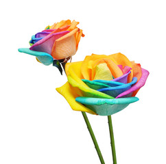 Rainbow roses flower and multi colors petals.