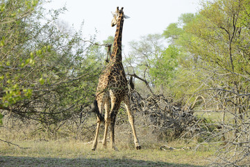 Giraffe, Kruger National Park, South Africa