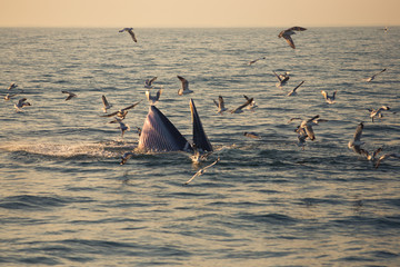 whale