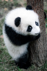 schattige kleine panda
