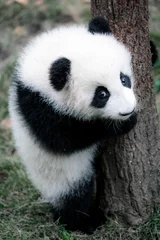 Stickers meubles Panda mignon petit panda