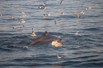 whale