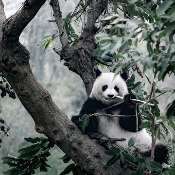 Fototapeta panda on tree