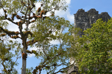 Rich vegetation and the top of the ancient Maya temple in Tikal National Park and archaeological site, Guatemala