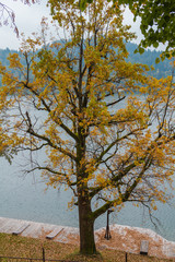 Autumn yellow tree on the bank of an alpine lake.