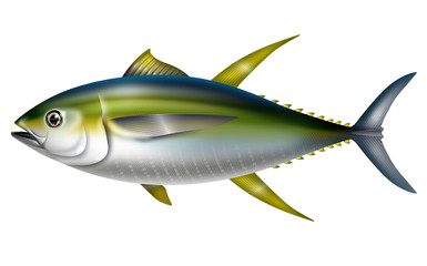 Illustration of yellowfin tuna. / Thunnus albacares.