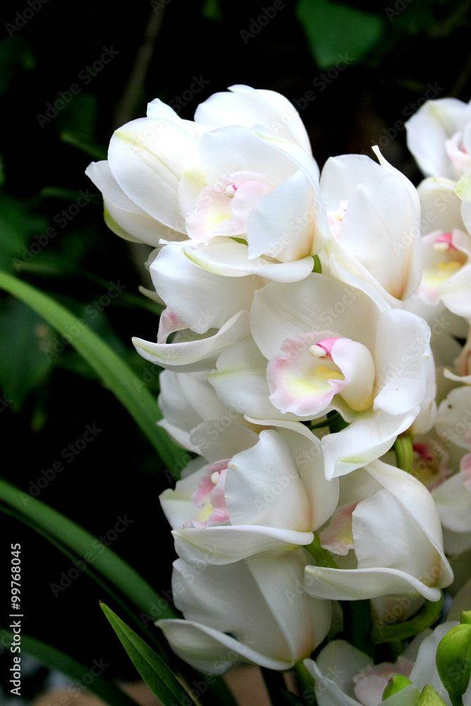 Poster Cymbidium white