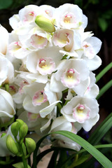 Cymbidium white