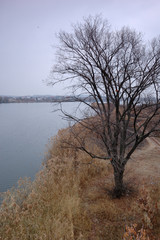 Large tree near the river in the winter.